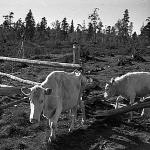 Cows on meadow.jpg